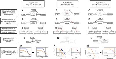 Midlife occupational cognitive requirements protect cognitive function in old age by increasing cognitive reserve